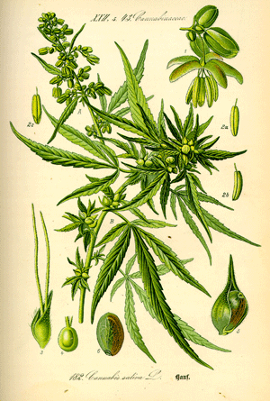 marihuana.jpg